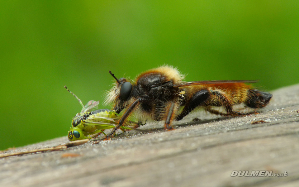 Robber Fly (Laphria flava)